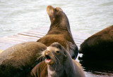 Sealions Pier 39