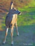 Doe in the Morning Light