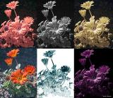 IR Floral Gallery