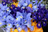 Iris Frenzy