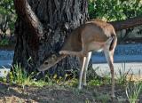 The Itch