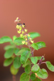 Tulsi