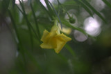 Mexican Oleander - Yellow
