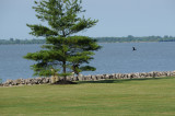 Eagle Heads for Home, Red Wing in Pursuit