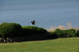 Eagle on the Run