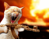 Cat Gun.gif