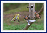 Landing on a feeder