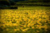 Blur of sunflowers