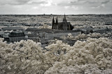 St. Vitus from Petrin Tower