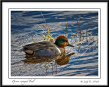 Green-winged Teal