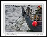 Gillnetting the Herring