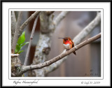 Rufous Hummingbird