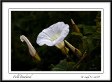 Field Bindweed