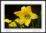 Big Bird Daylily
