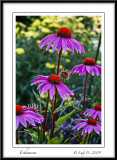Echinacea