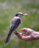 Grey Jay ~ or Whiskey Jack