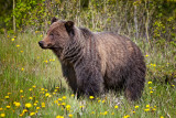Silver tip Grizzly
