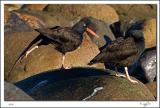 Black Oyster Catcher