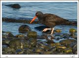 Black Oyster Catcher