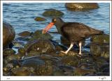 Black Oyster Catcher