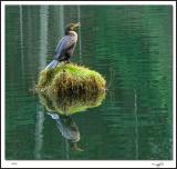 Double Crested Cormorant.