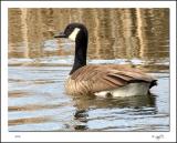 Canada Goose