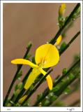 Scotch Broom