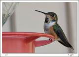 Rufous Hummingbird Female