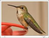 Rufous Hummingbird Female