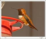 Rufous Hummingbird Male