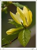 Yellow Magnolia.