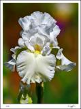 White German Iris