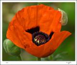 Oriental Poppy