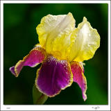 Purple and gold Iris.