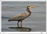 Great Blue Heron