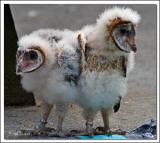 Barn Owl chicks.