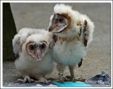 Barn Owl chicks.
