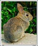 Cotton-tail Rabbit