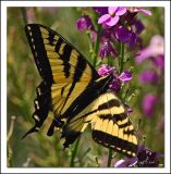 Swallow-Tail Butterfly