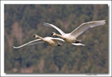 Trumpeter Swans in flight.