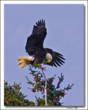 Treetop Landing