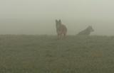 Coyote in Fog