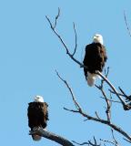 Pair of Adult Bald Eagles