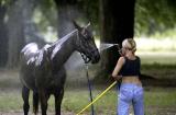 Horse Wash