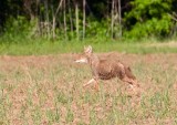 Coyote Running 7