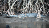 croc in wild small.jpg