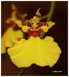 IMG_2857_Mon oncidium en fleurs.jpg