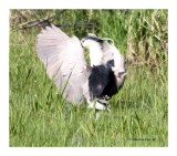 IMG_6105_1 Bihoreau gris_1.jpg