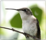 IMG_8998_1 Colibri femelle.jpg