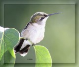 IMG_9397_1Colibri.jpg